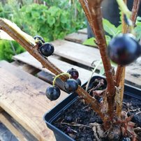 Ríbezľa čierna Sofijevskaja, Ribes nigrum kon. 1,5l