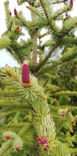 Smrek obyčajný Red Snake, Picea abies, + 200 cm, kont. 10l