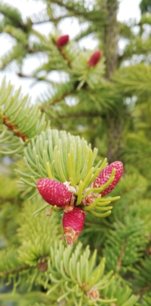 Smrek obyčajný Red Snake, Picea abies, + 200 cm, kont. 10l