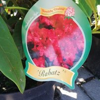 Rododendron Rabatz  , Rhododendron Hybride, 40 - 60 cm, kont. 4l