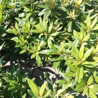 Rododendron Rabatz  , Rhododendron Hybride, 40 - 60 cm, kont. 4l