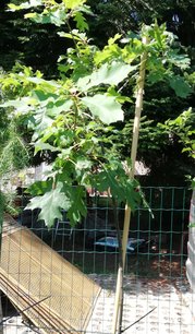 Dub červený, Quercus rubra, kontajner 3l, výška 160 – 200 cm
