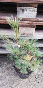 Borovica hladká Radiata Nana , Pinus strobus, kontajner C5, 40 -50 cm