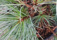 Borovica hladká Radiata Nana , Pinus strobus, kontajner C5, 40 -50 cm