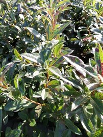 Azalka Raimunde, Azalea 30 - 40 cm, kont. 5l