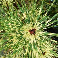 Borovica hustokvetá Rainbow, Pinus densiflora, 30 - 40 cm, kont. 3l