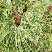 Borovica hustokvetá Rainbow, Pinus densiflora, 30 - 40 cm, kont. 3l