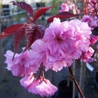 Čerešňa pilovitá Royal Burgundy, Prunus serrulata 120 - 180 cm, kont. 3I