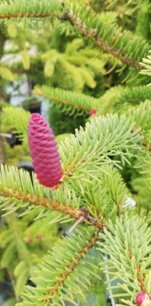 Smrek obyčajný Red Snake, Picea abies, + 200 cm, kont. 10l