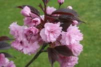 Čerešňa pilovitá Royal Burgundy, Prunus serrulata 120 - 180 cm, kont. 3I