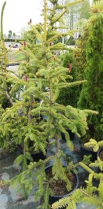 Smrek obyčajný Red Snake, Picea abies, + 200 cm, kont. 10l