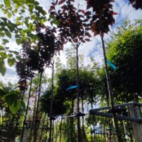 Čerešňa pilovitá Royal Burgundy, Prunus serrulata, +300 cm, kont. 20I