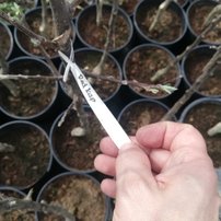 Jabloň domáca Red Cup Adams, Malus domestica 150 - 190 cm, kont. 5 l