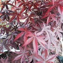 Javor dlaňovitolistý Red Emperor, Acer palmatum , 40 – 70 cm, kontajner C 3