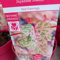 Javor Red Flamingo, Acer x conspicuum, kon. 3l