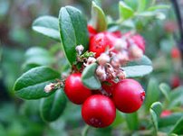 Brusnica obyčajná Red Pearl, Vaccinium vitis-idaea, kontajner