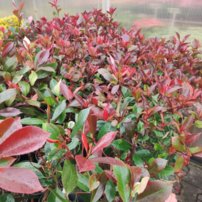 Červienka Fraserova Red Robin, Photinia × fraseri, kmeň, kont.3l