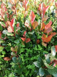 Červienka Fraserova Red Robin, Photinia × fraseri, 20 – 50 cm, kont.3l