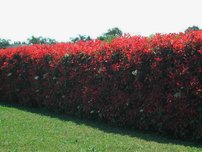 Červienka čínska Crunchy, Photinia × Serratifolia, 20 – 50 cm, kont.3l