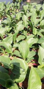 Kanna Garden Bouquet Red , Canna, kont. 3l
