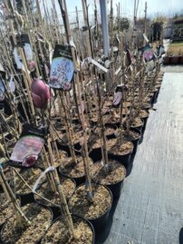 Magnólia Red as Red, 160 – 180 cm, kont. 15 l