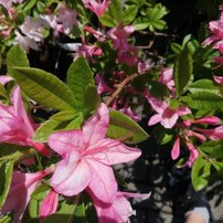 Azalka reve d'amour, Azalea 40 - 60 cm, kont 4l