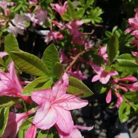 Azalka reve d'amour, Azalea 40 - 60 cm, kont 4l