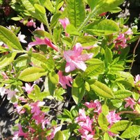Azalka reve d'amour, Azalea 40 - 60 cm, kont 4l