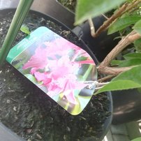 Azalka reve d'amour, Azalea 40 - 60 cm, kont 4l