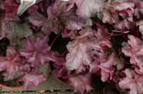 Heuchera Rex Purple, kont. 1l