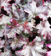 Heuchera Rex Purple, kont. 1l