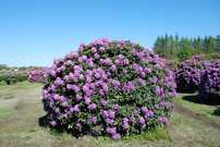 Rododendron Catawbiense Boursault, Rhododendron 40 - 60 cm, kont. 5l