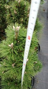 Borovica čierna Richard, Pinus nigra, 50 - 70 cm, kont. 10l