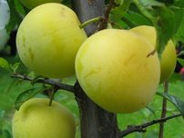 Ringlota – Slivka talianská Ulena, Prunus domestica. Italica 130 - 150 cm, kont. 3,5 l