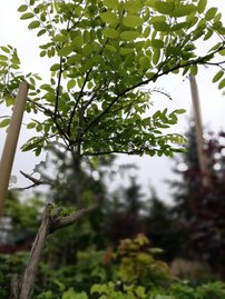 Agát biely, Robinia pseudoacacia Umbraculifera, kontajner C5, 200 – 220 cm