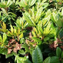 Rododendron Rocket, Rhododendron 40 - 50 cm, kont. 5l