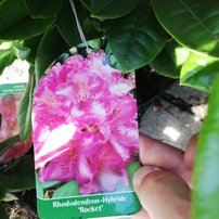 Rododendron Rocket, Rhododendron 40 - 50 cm, kont. 5l