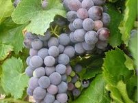 Vinič hroznorodý Rondo, Vitis vinifera, kontajnerovaná sadenica 1 l
