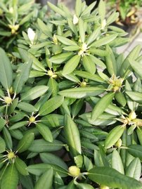 Rododendron Rose Elf, Rhododendron 30 - 40 cm, kont. 5l