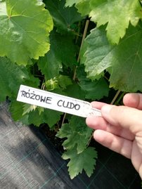 Vinič hroznorodý Ružové čudo, Vitis vinifera, kontajnerovaná sadenica 1 l