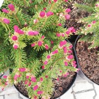 Smrek obyčajný Rydal, Picea abies 40 - 60 cm, kont. 10l