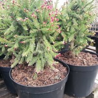 Smrek obyčajný Rydal, Picea abies 40 - 60 cm, kont. 10l