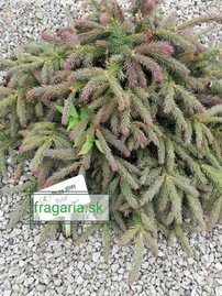 Smrek obyčajný Rydal, Picea abies 40 - 60 cm, kont. 10l