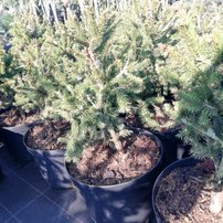 Smrek obyčajný Rydal, Picea abies 40 - 60 cm, kont. 10l