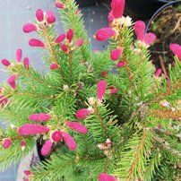 Smrek obyčajný Rydal, Picea abies 40 - 60 cm, kont. 10l