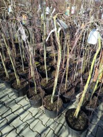 Javor dlaňovitolistý Ryusen, Acer palmatum, kontajner C 30, + 120 cm