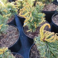 Borovica drobnokvetá Schoons´ Bonsai, Pinus parviflora, kontajner C3 ,30-40 cm