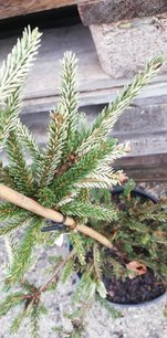 Smrek východný Silver Seedling, Picea orientalis 40 - 45 cm, kont. 5l