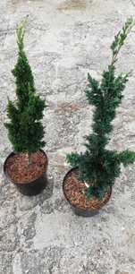 Cypruštek lawsonov Saguaro, Chamaecyparis lawsoniana , 30 – 40 cm, kontajner 3l