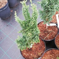 Cypruštek lawsonov Saguaro, Chamaecyparis lawsoniana , 30 – 40 cm, kontajner 3l